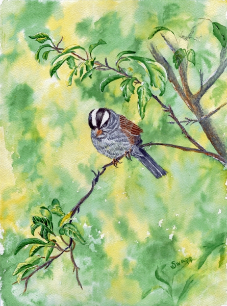 White Crown Resting by Susan Swapp, Watercolor
