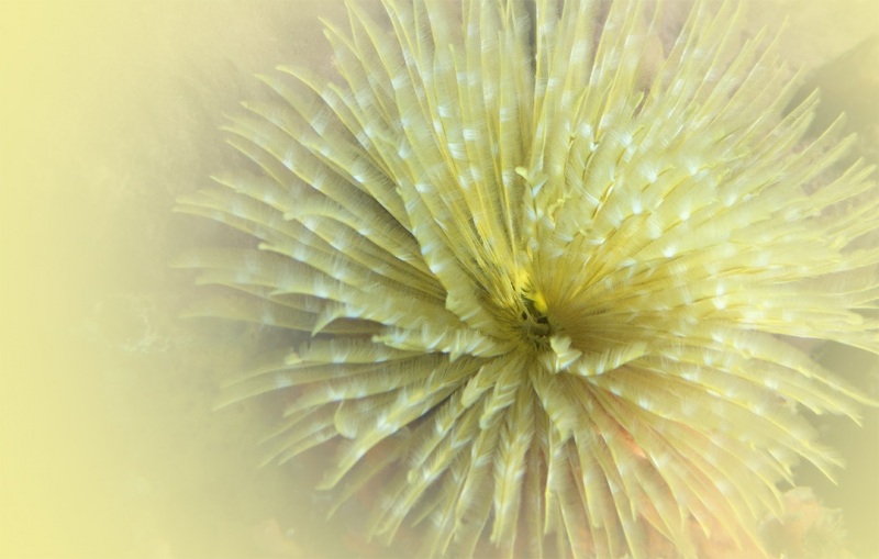 Golden Glor by Mary Bess Johnson, Undersea Photography