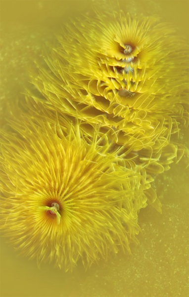 Sunspots by Mary Bess Johnson, Undersea Photography
