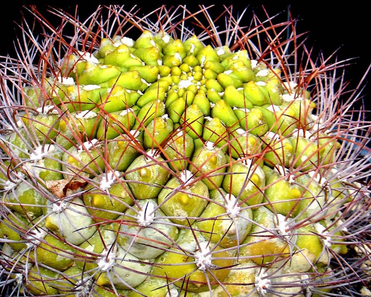 Crown of Spines by Anne Prather, Photography