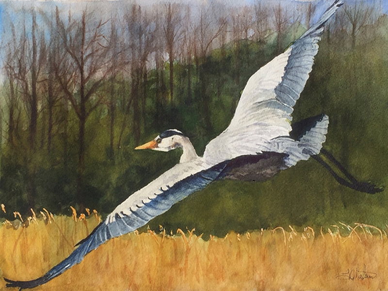Heron in Flight by Lynnea Mattson, Watercolors
