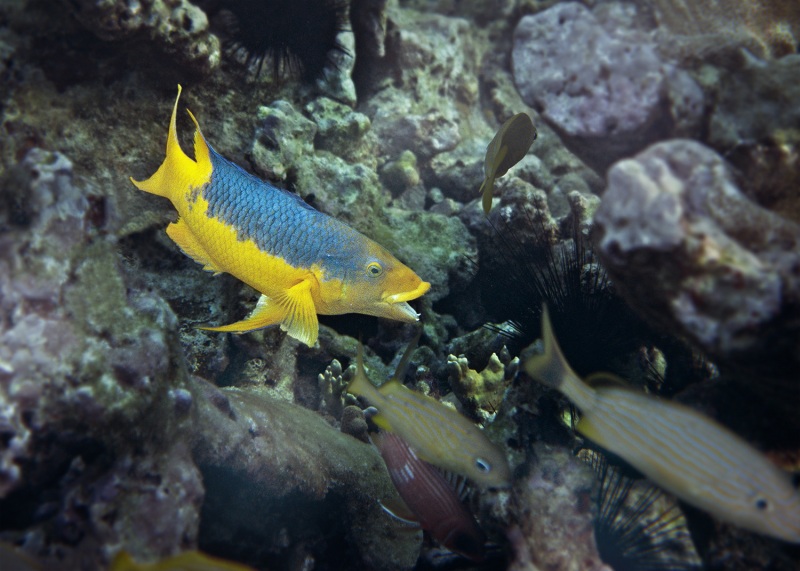 And Then She Says to Him by Mary Bess Johnson, Undersea Photography