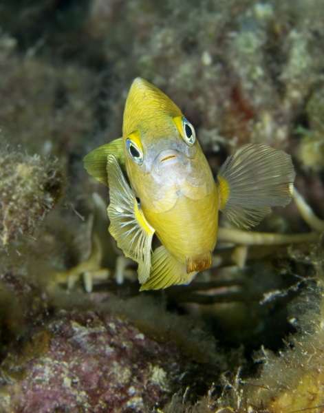 Face to Face by Mary Bess Johnson, Undersea Photography