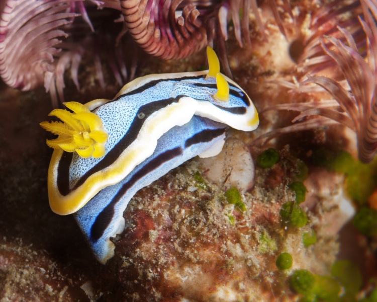 Into the Jungle by Mary Bess Johnson, Undersea Photography