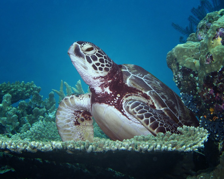 Turtle Rising by Mary Bess Johnson, Underwater Photography
