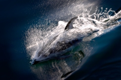 Riding the Bow Wake by Jeff Harrison, Photography