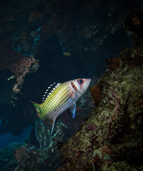 Johnson_Mary-Bess_UnderSea-Photography_Shiny