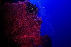 Sea Fan
Gorgonian octocoral