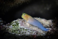 Combtooth Blenny
Escenius sp.