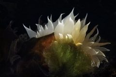 Alabaster Nudibranch
(Dirona albolineata)
in Bull Kelp and Green Algae