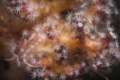 Brittle Star
(ophiothrix purpurea) 
on Soft Coral
(Dendronephthya sp)