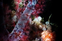 Soft Coral, Tunicates