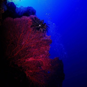 Sea Fan
Gorgonian octocoral