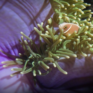 Amphiprion perideraion 
Amphiprion perideraion
Magnificent Sea Anemone 
Heterttactis magnifica