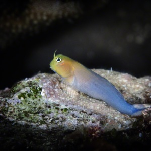 Combtooth Blenny
Escenius sp.