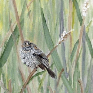 Redwing-Baby-by-Susan-Swapp-Acrylic-350.jpg-nggid042738-ngg0dyn-800x600-00f0w010c010r110f110r010t010