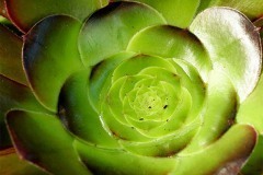 thumbs_Prather-Anne_Golden-Succulent-Glow