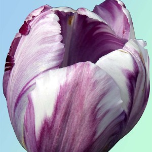 Prather_Anne_Mothers_Tulip