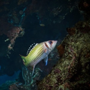 Johnson_Mary-Bess_UnderSea-Photography_Shiny.jpg-nggid043840-ngg0dyn-0x360-00f0w010c010r110f110r010t010