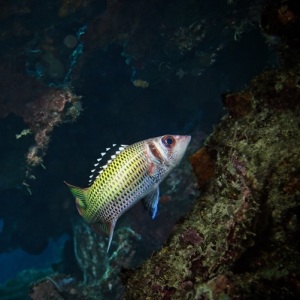 Johnson_Mary-Bess_UnderSea-Photography_Shiny.jpg-nggid043840-ngg0dyn-800x600-00f0w010c010r110f110r010t010