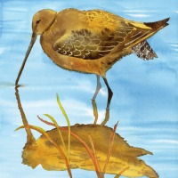 Long_Cheryl-Rene_-Long-Billed-Dowitcher-Lummi-Island