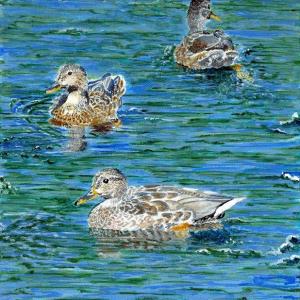 Mallard-Misses-Resting-by-Susan-Swapp-