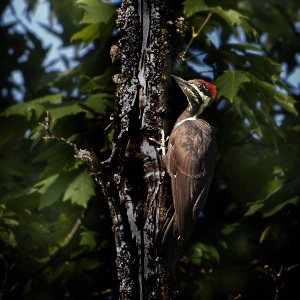 Woody-the-Woodpecker-_Mary-Bess-Johnson_153-copy