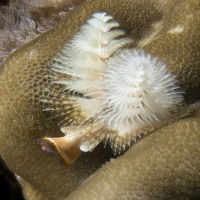 Christmas Tree Worm, polychaeta Spirobranchus, Solomon Islands