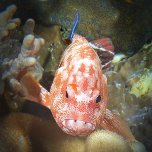 Red Flagtail Grouper, Cephalopholis urodeta ,Cleaner Wrasse , Labroides dimidiatus, Palau