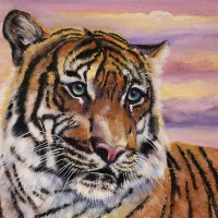 JR-Hawse_Sunset-Tiger_395