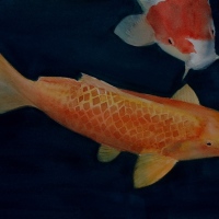 Koi-Story-by-Mary-Andersonwatercolor300