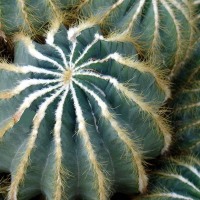 Prather_Anne_Cactus_Stall