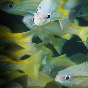 Fish, Bigeye Snapper 
(Lutjanus lutjanus)