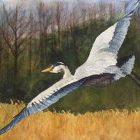 Heron-in-Flight-Lynnea-Mattson