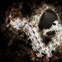 Blue Dragon Nudibranch,  Pteraeolidia ianthina