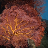 red gorgonian sea fan