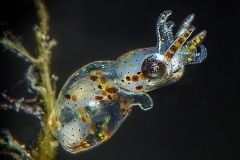 Baby Bobtail Squid, Sepiola sp