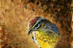 thumbs_Palm-Warbler-Under-Cover-Acrylic-by-Susan-Swapp-200