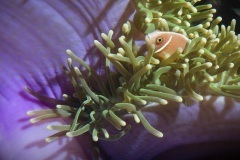 Amphiprion perideraion 
Amphiprion perideraion
Magnificent Sea Anemone 
Heterttactis magnifica