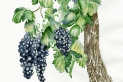 thumbs_Purple-Splendor-Watercolor-by-Susan-Swapp-350