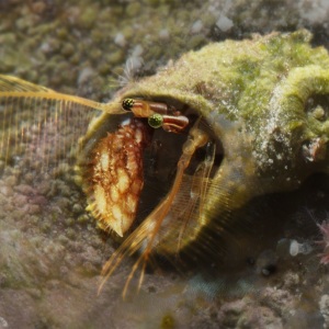 Johnson_Mary-Bess_Working-from-Home-UnderSea-Photography