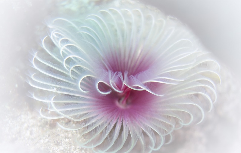 Spiral by Mary Bess Johnson, Undersea Photography