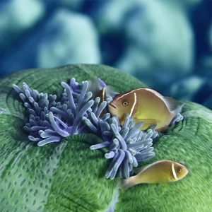 JohnsonMaryBess_Green-Apple-4_UnderSea-Photography.jpg-nggid042976-ngg0dyn-800x600-00f0w010c010r110f110r010t010