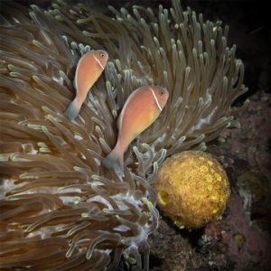 JohnsonMaryBess_In-the-Rough_UnderSea-Photography.jpg-nggid042981-ngg0dyn-0x360-00f0w010c010r110f110r010t010