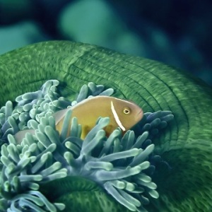 Johnson_Mary-Bess_Green-Apple-5_UnderSea-Photography.jpg-nggid042983-ngg0dyn-0x360-00f0w010c010r110f110r010t010
