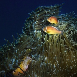 Johnson_Mary-Bess_Treasure-Trove-1-10.5X10.5_UnderSea-Photography.jpg-nggid042980-ngg0dyn-0x360-00f0w010c010r110f110r010t010
