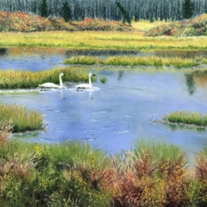 Swapp-Susan_Northern-Trumpeters.jpg-nggid043204-ngg0dyn-0x360-00f0w010c010r110f110r010t010
