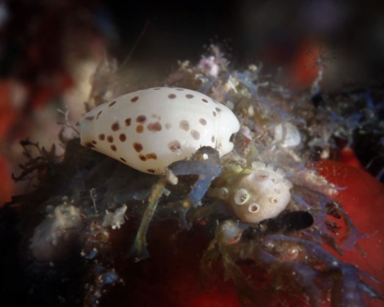 Cowrie Menage by Mary Bess Johnson, Undersea Photography