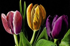 3-Tulips-Rick-Tuthill