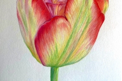 Silverman_G.G._MulticolorTulip